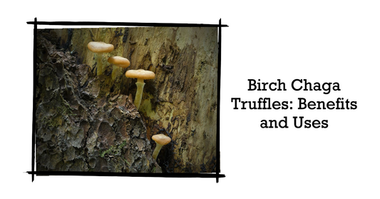Birch Chaga Truffles: A Guide to Benefits, Uses, and Where to Buy